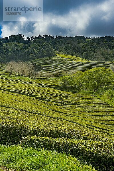 Teeplantagen auf der Insel Sao Miguel  Azoren  Portugal  Europa