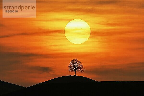 Untergehende Sonne über der Silhouette einer Linde (Tilia)  Kanton Zug  Schweiz  Europa