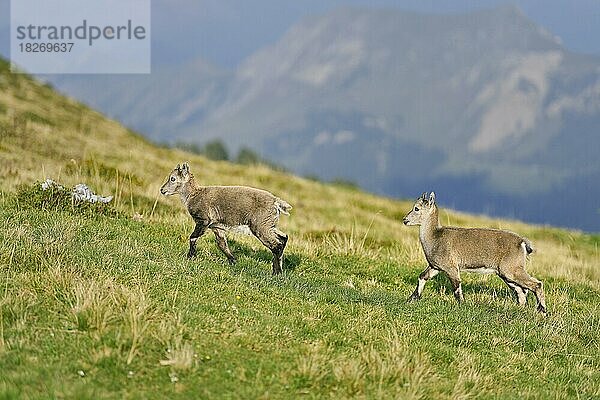 Zwei Alpensteinböcke (Capra ibex)  Jungtiere laufen über eine Wiese  Berner Oberland  Kanton Bern  Schweiz  Europa
