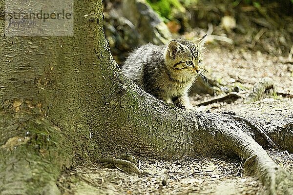 Europäische Wildkatze (felis silvestris)  Jungtier hinter Wurzel auf Boden sitzend  captive  Schweiz  Europa