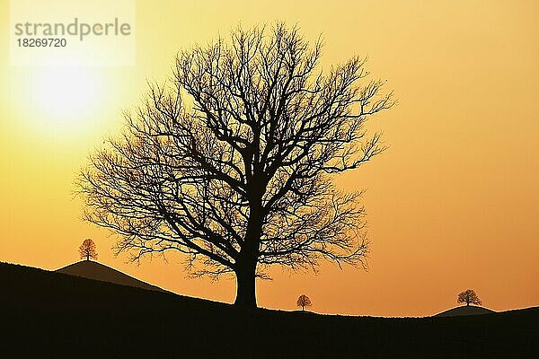 Silhouetten von einer Eiche (Quercus)  und Linden (Tilia)  in Drumlinlandschaft im Licht der untergehenden Sonne  Hirzel  Kanton Zürich  Schweiz  Europa