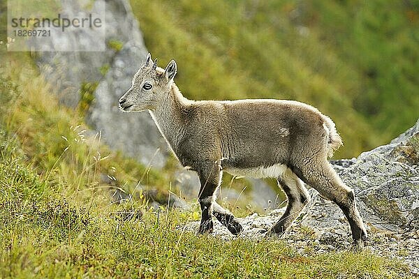 Alpensteinbock (Capra ibex)  Jungtier läuft auf Wiese  Berner Oberland  Kanton Bern  Schweiz  Europa