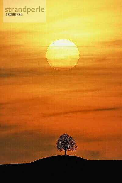 Untergehende Sonne über der Silhouette einer Linde (Tilia)  Kanton Zug  Schweiz  Europa