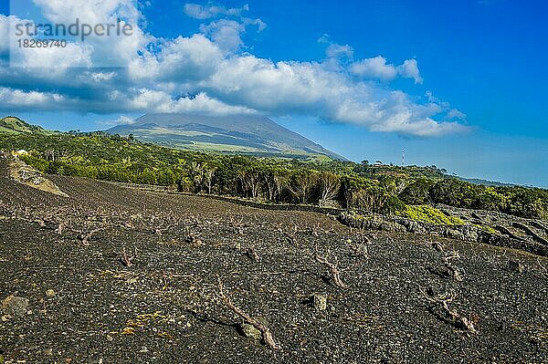 UNESCO-geschützte historische Weinberge unterhalb von Ponta do Pico  Insel Pico  Azoren  Portugal  Europa