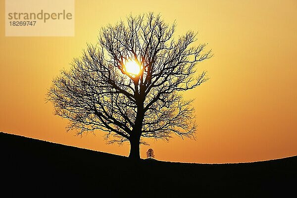 Silhouetten von einer Eiche (Quercus)  und einer Linde (Tilia)  in Drumlinlandschaft im Licht der untergehenden Sonne  Hirzel  Kanton Zürich  Schweiz  Europa