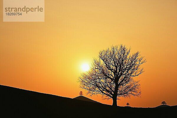 Silhouetten von einer Eiche (Quercus)  und Linden (Tilia)  in Drumlinlandschaft im Licht der untergehenden Sonne  Hirzel  Kanton Zürich  Schweiz  Europa