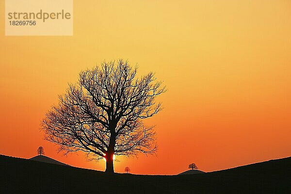 Silhouetten von einer Eiche (Quercus)  und Linden (Tilia)  in Drumlinlandschaft im Licht der untergehenden Sonne  Hirzel  Kanton Zürich  Schweiz  Europa