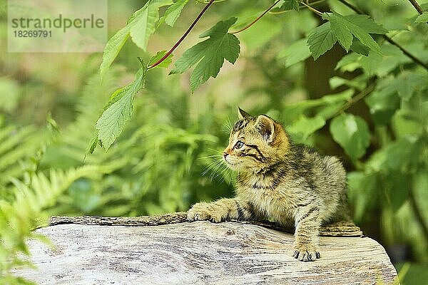 Junge Europäische Wildkatze (Felis silvestris silvestris) oder Waldkatze  sitzt auf Baumstamm  captive  Schweiz  Europa