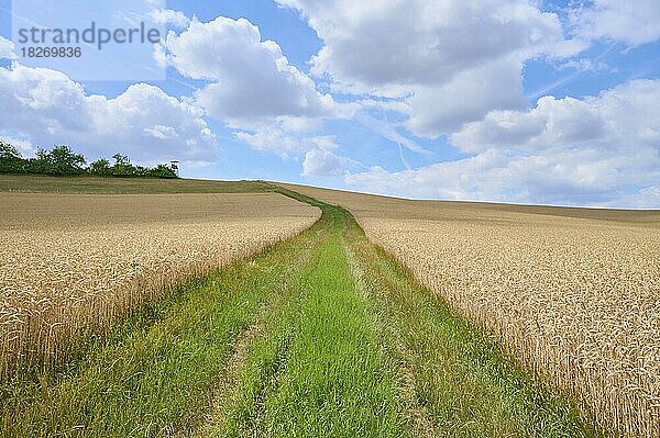 Schotterweg mit Getreidefeld im Sommer  Arnstein  Franken  Bayern  Deutschland  Europa