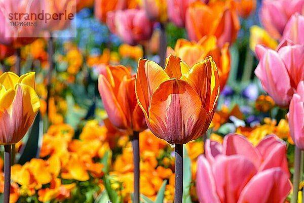 Schöne rosa  gelbe und orange Tulpe in der Mitte des Feldes mit bunten Frühlingsblumen auf unscharfen Hintergrund