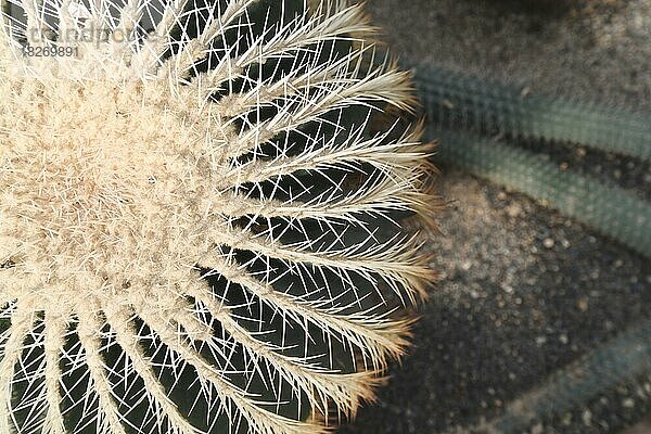 Draufsicht auf einen Teil des (Echinocactus Grusonii) Golden Barrel Ball oder Schwiegermutter-Kissen-Kaktus