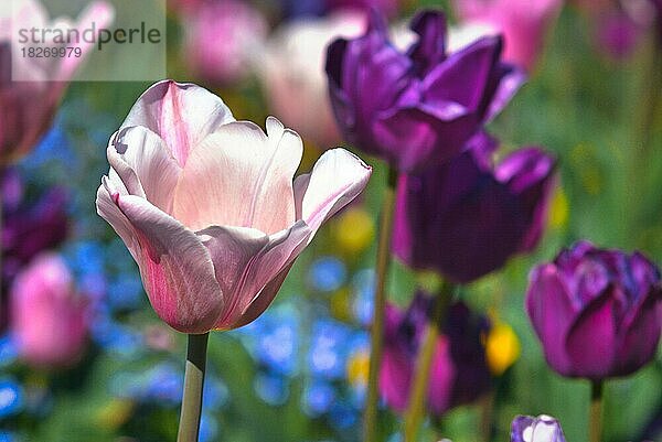 Schöne hellrosa Tulpe vor unscharfen Tulpenfeld Hintergrund