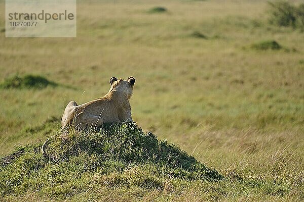 Afrikanischer Löwe (Panthera leo)  junges Männchen liegt auf Hügel in der Savanne  Masai Mara National Reserve  Kenia  Afrika