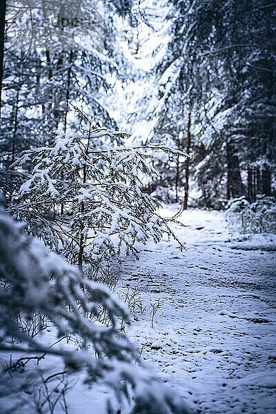 Wald im Schnee bei schlechtem Wetter  Unterhaugstett  Schwarzwald  Deutschland  Europa