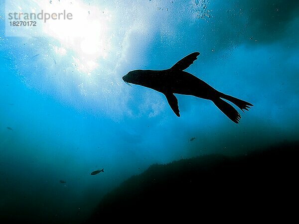 Silhouette von Südafrikanischer Seebär (Arctocephalus pusillus)  False Bay  Kap der Guten Hoffnung  Kapstadt  Südafrika