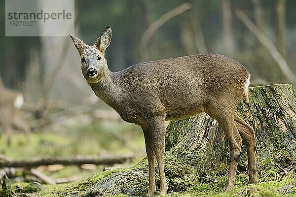 Reh (Capreolus capreolus) in einem Wald  Bayern  Deutschland  Europa