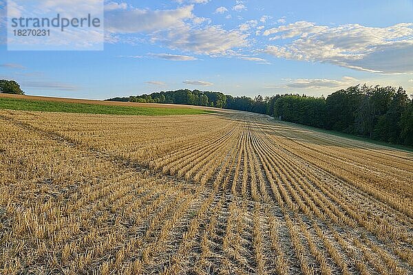 Getreidefeld  abgeerntet  Abend  Sommer  Reichartshausen  Amorbach  Odenwald  Bayern  Deutschland  Europa
