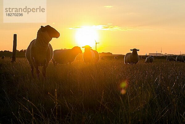 Silhouetten von Schafen bei Sonnenuntergang  Deutschland  Europa