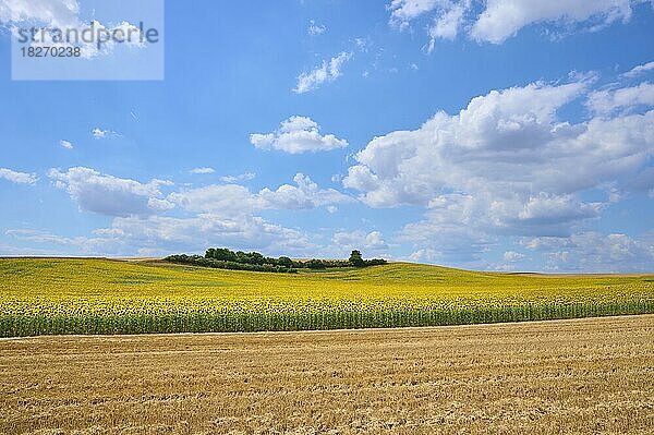 Blühendes Sonnenblumenfeld im Sommer  Arnstein  Franken  Bayern  Deutschland  Europa