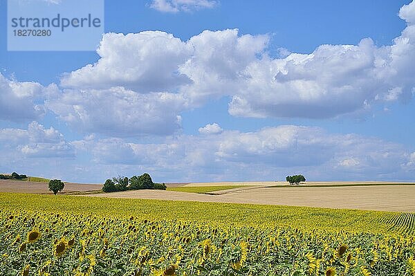 Blühendes Sonnenblumenfeld im Sommer  Arnstein  Franken  Bayern  Deutschland  Europa