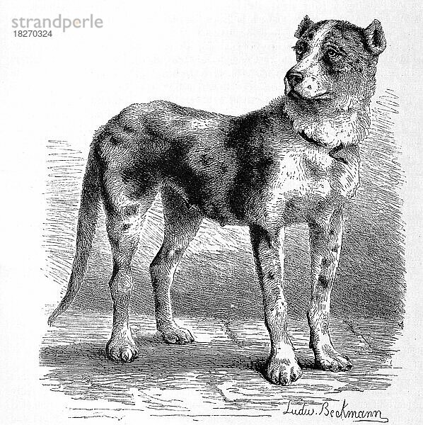 Hund (Canis familiaris)  Dänischer Hund molossus danicus  Historisch  digital restaurierte Reproduktion einer Originalvorlage aus dem 19. Jahrhundert  genaues Originaldatum nicht bekannt