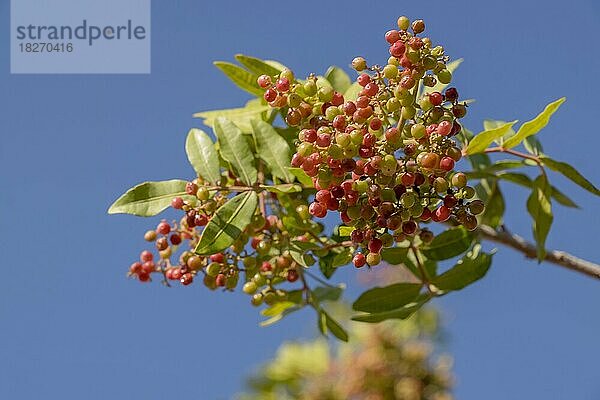 Brasilianische Pfefferbaum (Schinus terebinthifolia)  Fruchtstand  Marokko  Afrika