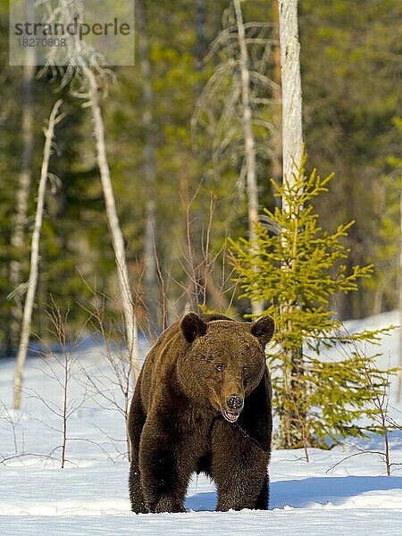 Europäischer Braunbär (Ursus arctos) adult  im Schnee  Waldrand  Nordostfinnland  Region Kuhmo  Finnland  Europa