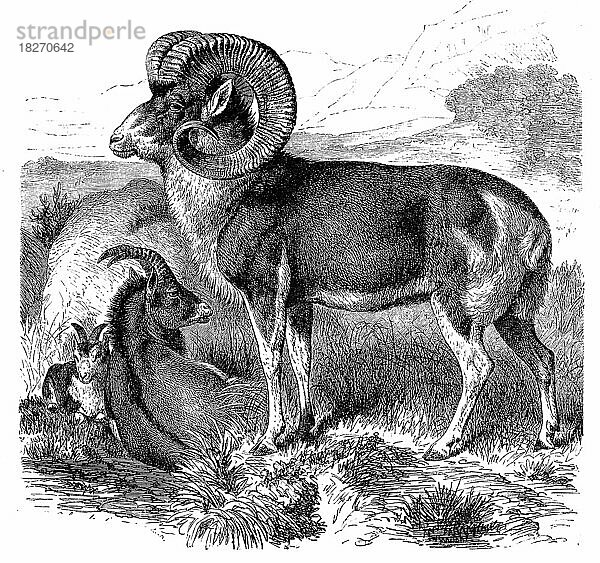 Katschkar (Ovis) polii  Marco Polo sheep  Ovis ammon polii  is a subspecies of argali sheep  Historisch  digital restaurierte Reproduktion von einer Vorlage aus dem 18. Jahrhundert