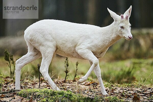 Reh (Capreolus capreolus) in einem Wald  Bayern  Deutschland  Europa