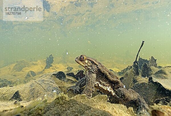 Erdkröte (Bufo bufo)  unter Wasser  Hessen  Deutschland  Europa