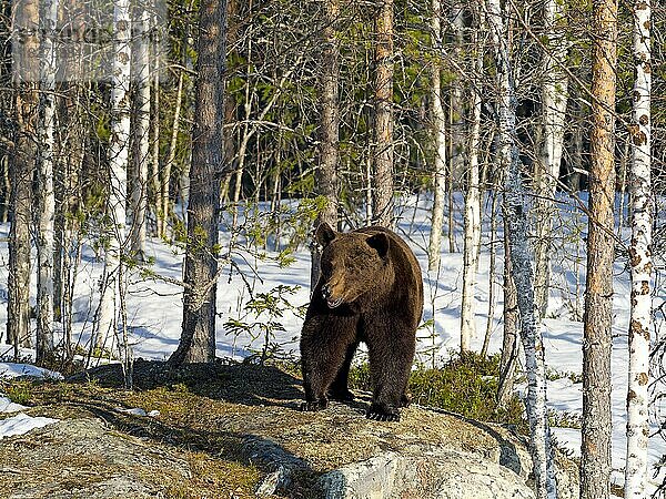 Europäischer Braunbär (Ursus arctos) im Schnee  Waldrand auf Felsen  Nordostfinnland  Region Kuhmo  Finnland  Europa