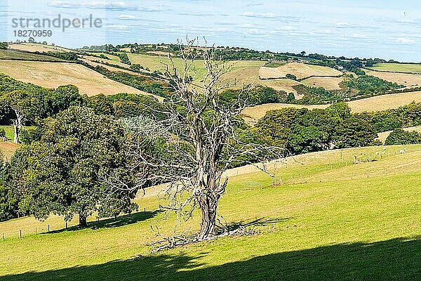 Old Tree on Farms and Fields  Devon  England  Großbritannien  Europa