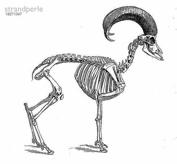Skelett des Mufflon  Europäischer Mufflon (Ovis gmelini musimon)  Historisch  digital restaurierte Reproduktion von einer Vorlage aus dem 18. Jahrhundert