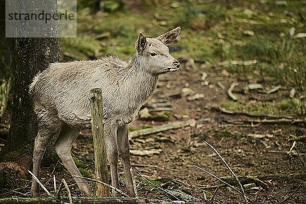 Rothirsch (Cervus elaphus)  stehend im Wald  Bayern  Deutschland  Europa