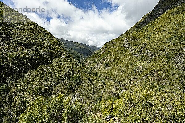 Bewaldete Berge  Ausblick vom Wanderweg an der Levada das 25 Fontes  Rabacal  Madeira  Portugal  Europa