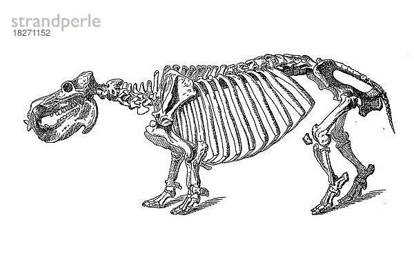 Skelett des Flußpferd  Flusspferd  auch Großflusspferd (Hippopotamus amphibius)  Historisch  digital restaurierte Reproduktion von einer Vorlage aus dem 18. Jahrhundert