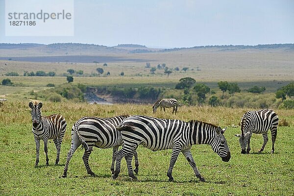 Steppenzebra (Equus quagga)  Gruppe in der Savanne  Masai Mara National Reserve  Kenia  Afrika