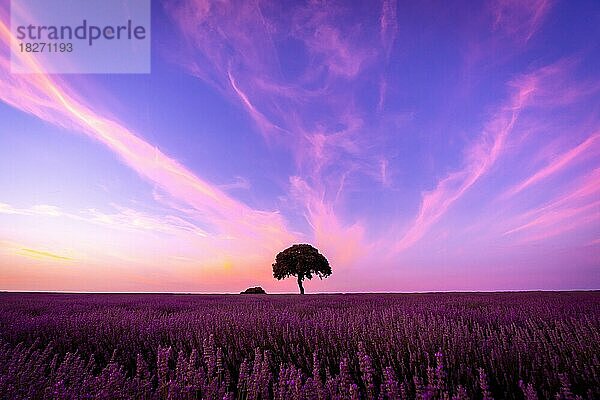 Silhouette eines Baumes bei Sonnenuntergang in einem Lavendelfeld  Naturlandschaft  Brihuega. Guadalajara