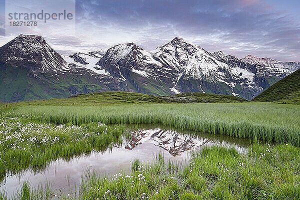 Wollgras mit Bergpanorama und Spiegelung  Schnee  Großglockner-Hochalpenstraße  Nationalpark Hohe Tauern  Pinzgau