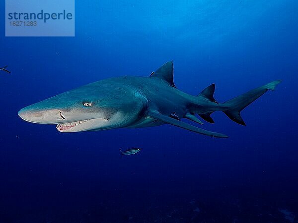 Zitronenhai (Negaprion brevirostris) im Gegenlicht  vor Jupiter  Florida  USA  Nordamerika