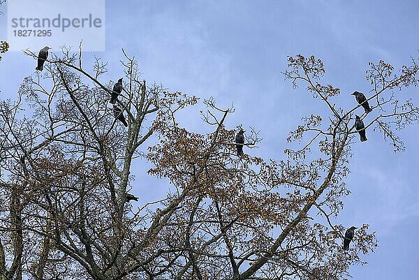 Krähen (Corvidae) in einem Baum  Bayern  Deutschland  Europa