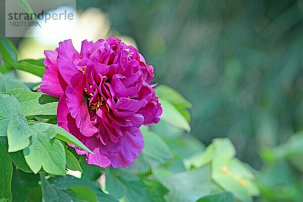 Schöne helle rosa chinesische Pfingstrose Blume in voller Blüte im Frühjahr auf unscharfen Blatt Hintergrund