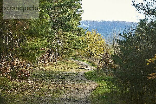 Waldweg am Waldrand im Herbst  Oberpfalz  Bayern  Deutschland  Europa