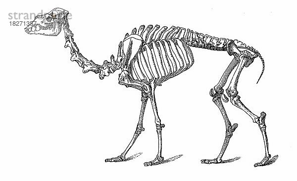 Skelett des Dromedar  Einhöckriges oder Arabisches Kamel (Camelus dromedarius)  eine Säugetierart aus der Gattung der Altweltkamele innerhalb der Familie der Kamele  Historisch  digital restaurierte Reproduktion von einer Vorlage aus dem 18. Jahrhundert