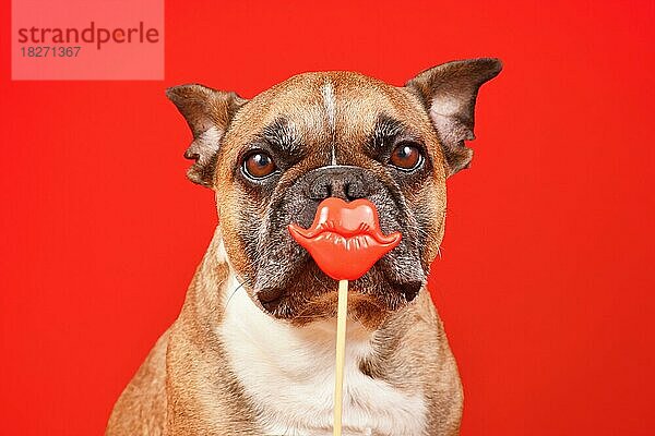 Französische Bulldogge Hund mit Valentinstag Kuss Lippen Foto Requisite vor rotem Hintergrund