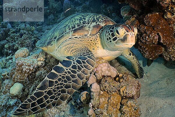 Grüne Meeresschildkröte (Chelonia mydas)  Tauchplatz Ras Mohamed  Sinai  Ägypten  Rotes Meer  Afrika