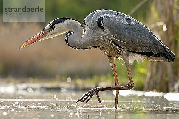 Graureiher (Ardea cinerea) auf Beutejagd im Teich  Gegenlicht  Kiskunsag  Ungarn  Europa