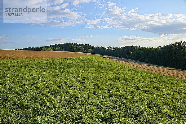 Wiese  Wald  Sommer  Reichartshausen  Amorbach  Odenwald  Bayern  Deutschland  Europa