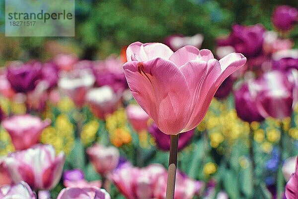 Schöne rosa Tulpe in der Mitte des Feldes auf unscharfen Hintergrund mit bunten Frühlingsblumen