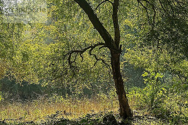 Ein beleuchteter Baum im grünen  ruhigen und friedlichen Dschungel des Ranthambore Nationalparks im Winter